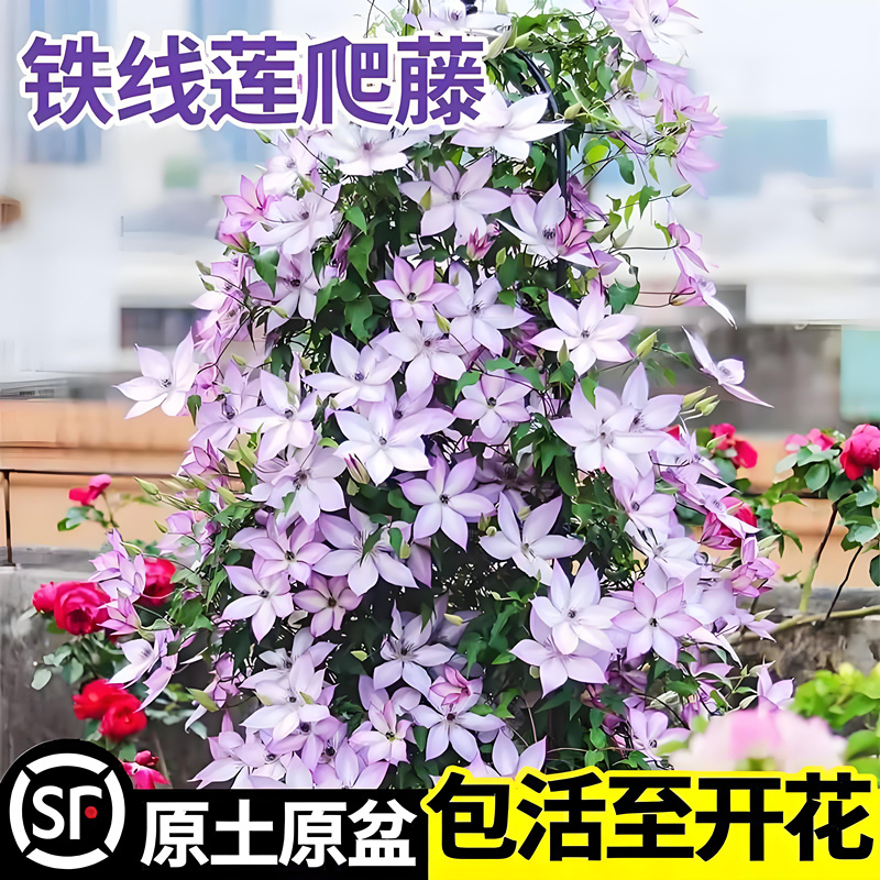 铁线莲花卉盆栽乌托邦银币爬藤植物花苗阳台庭院耐寒绿植四季开花