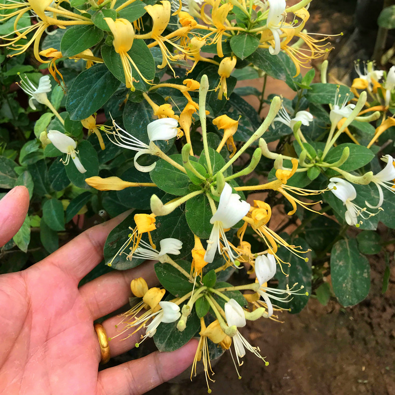 金银花树苗可食用花苗耐寒盆栽浓香花卉阳台庭院四季常青爬藤植物