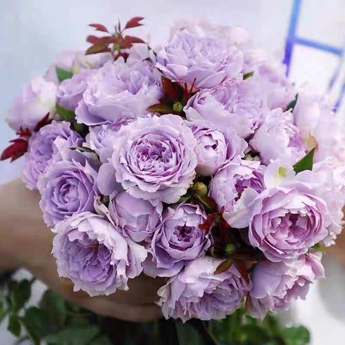 空蒙灌木月季花苗玫瑰耐热紫色