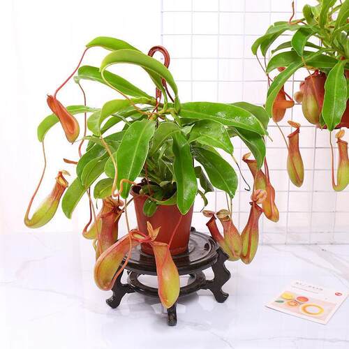 盆栽猪笼草客厅吊兰食虫草绿植