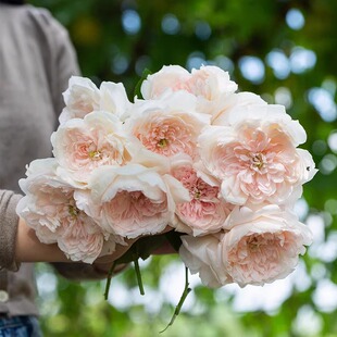 家书月季新品大花浓香多季开花阳台庭院月季花苗勤花切花玫瑰花卉