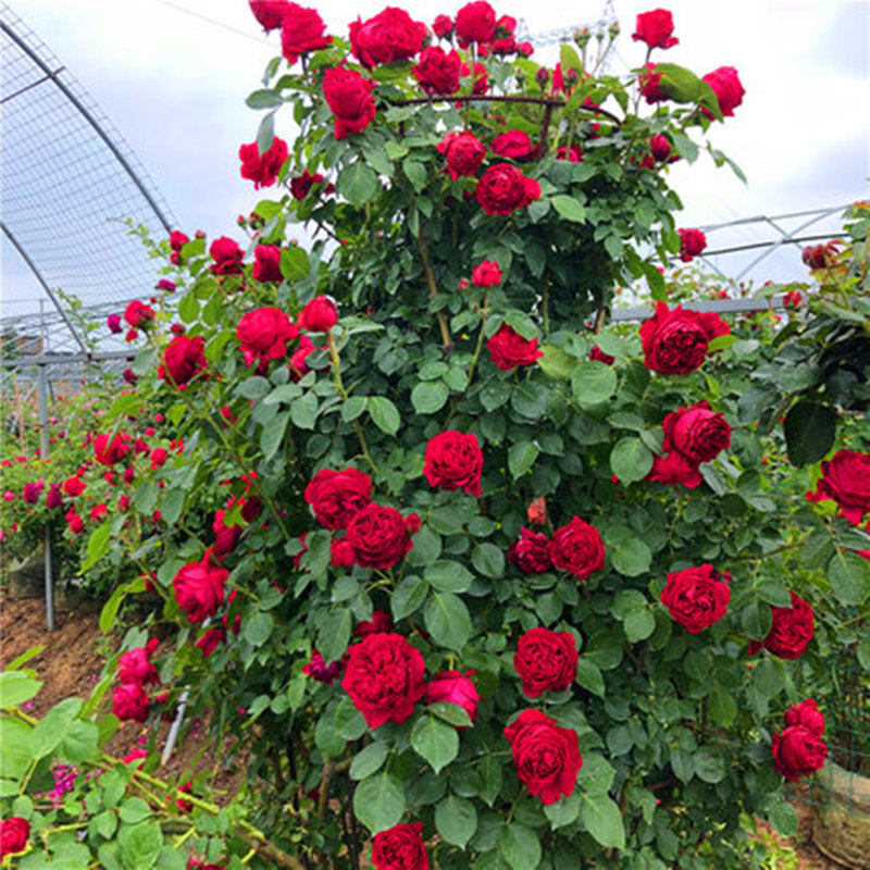 红色龙沙宝石藤本月季花苗爬藤蔷薇庭院阳台植物四季开大花浓香
