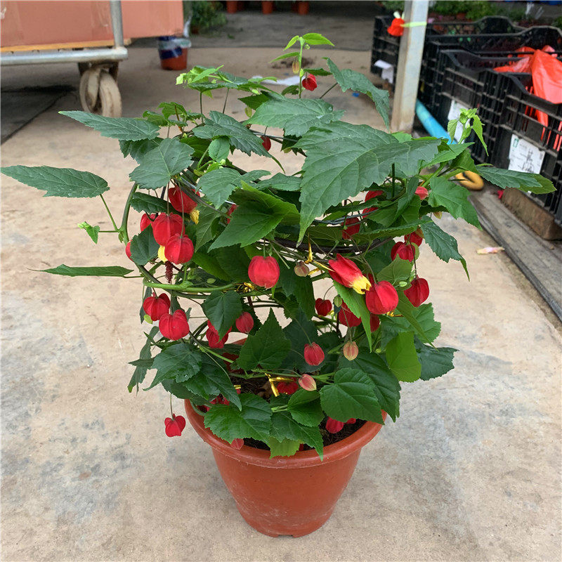 灯笼花藤本爬藤植物盆栽蔓性风铃花室内外庭院观花绿植四季好养.