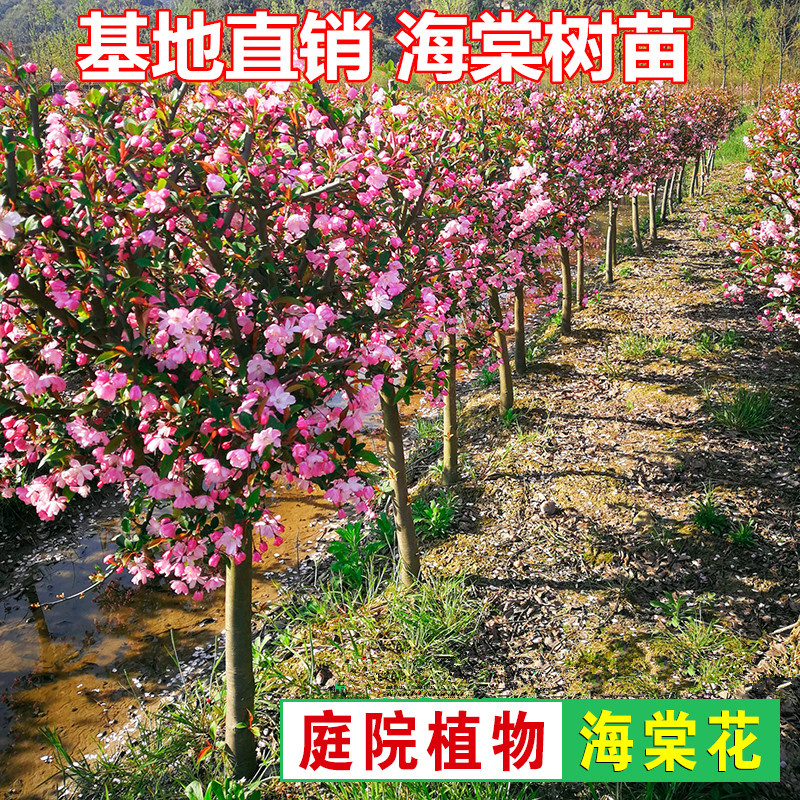 高杆盆栽海棠树苗庭院风景树大型