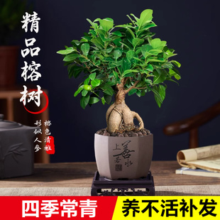 人参榕树盆景大小榕树室内桌面绿植物小叶赤楠盆栽菩提树四季常青