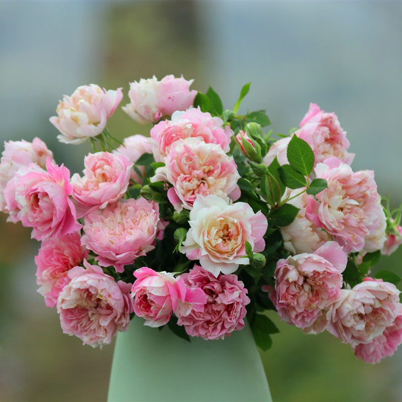 新品护身符月季花苗幸福之门条纹月季花阳台庭院灌木植物四季开花