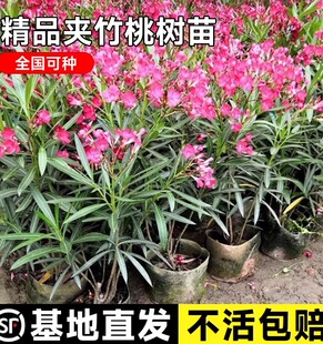 夹竹桃树苗盆栽绿化苗木庭院盆栽夹竹桃绿植地栽柳叶桃夹竹桃绿篱
