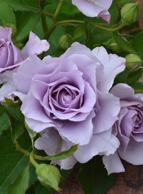 爽月季河本纯子浓香月季蓝紫色大花植物庭院花园灌木花苗多季开花