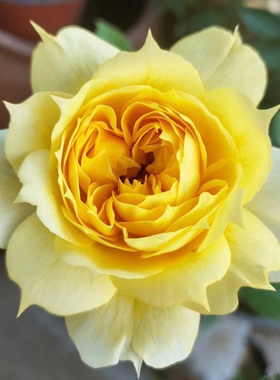 阳光古董月季花苗黄色包子型玫瑰花卉大花量阳台庭院灌木四季开花