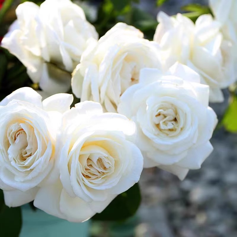 白色庭院月季花苗珍妮莫罗花卉