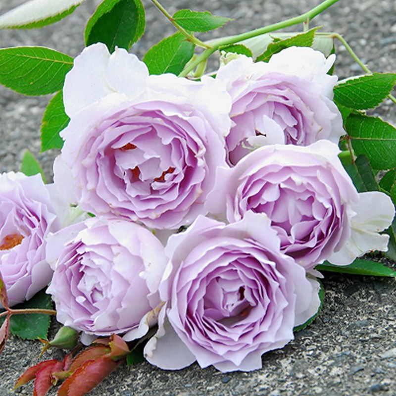 路西法光之天使月季花苗灌木浓香枝条较细弱勤花四季玫瑰花苗盆栽