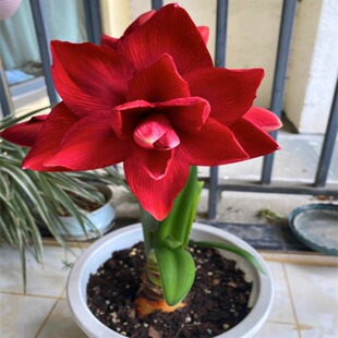 冻不死进口朱顶红种球盆栽重瓣大球室内花卉植物四季好养活花种子