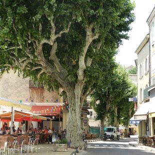 法桐树中国梧桐绿化苗木青皮青桐大叶法桐树苗桐麻苗法桐苗风景树