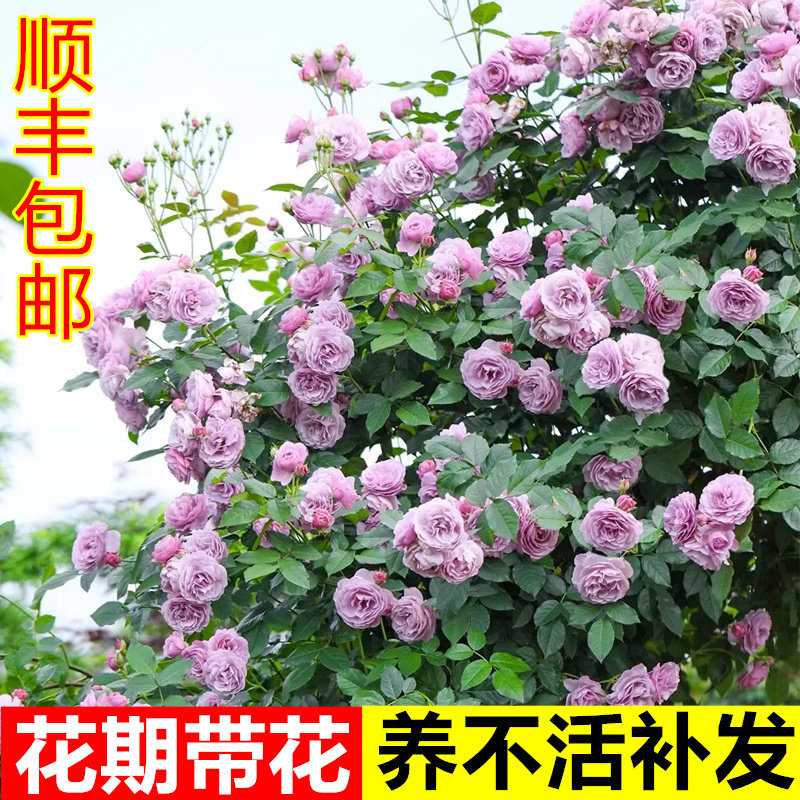 爬藤月季花苗特大浓香藤本欧月蔷薇老桩四季开花不断植物盆栽庭院