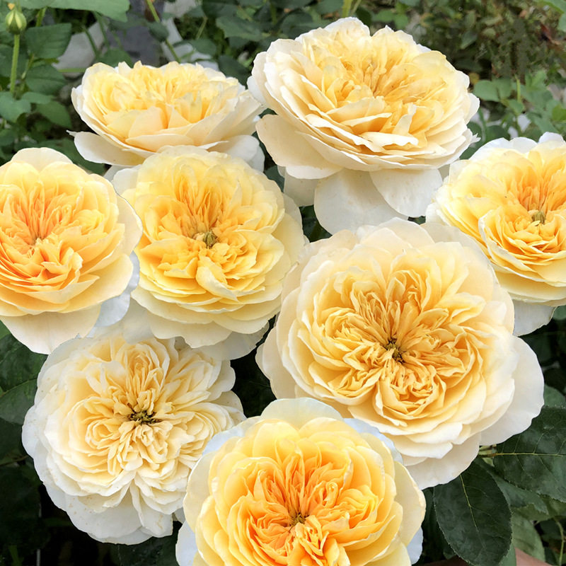 圣女贞德月季花苗浓香型观花植物大花灌木花卉茶香四季开花抗病强