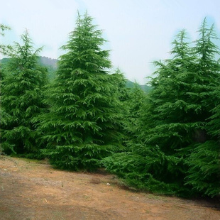 雪松树苗宝塔松圣诞树四季常青耐寒花卉风景树庭院名贵绿化苗木
