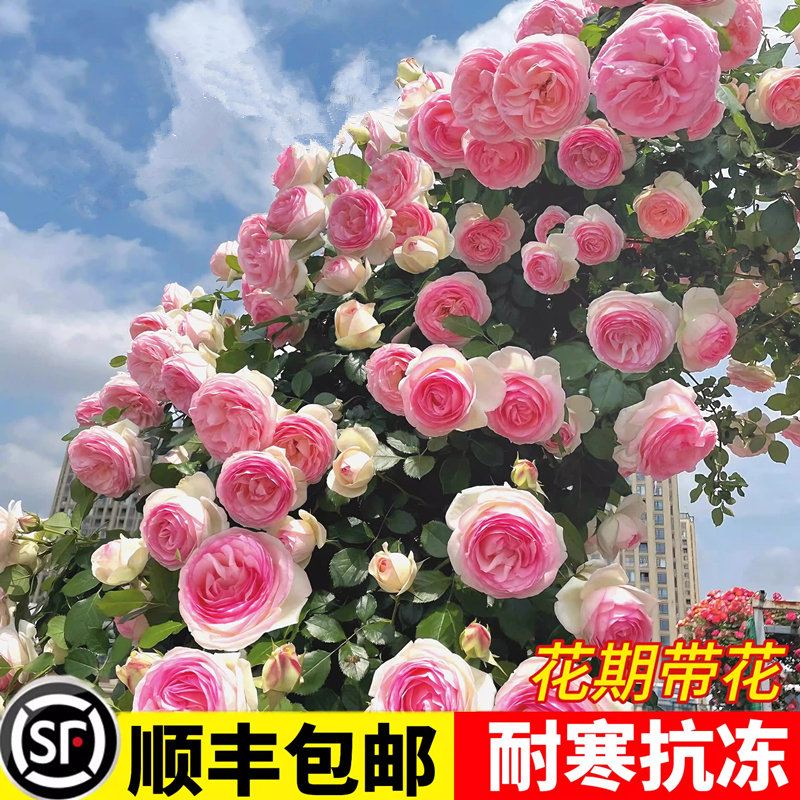 蔷薇花苗爬藤植物庭院浓香爬墙玫瑰盆栽藤本月季特大花卉循环开花