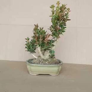 黄杨盆景瓜子黄杨造型树桩室内小叶黄杨盆栽老桩掌上微型小型盆景