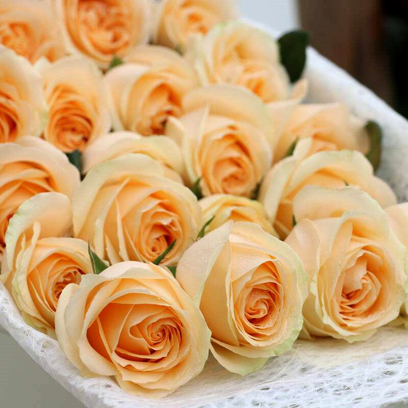 蜜桃雪山月季花苗四季开花直立切花玫瑰灌木阳台庭院花卉植物盆栽