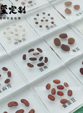 种子科普墙标本展示墙大豆蔬菜水果种子树脂标本滴胶教学认知摆件
