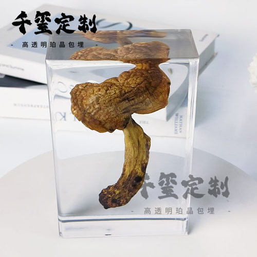 高透亚克力蘑菇教学定制标本