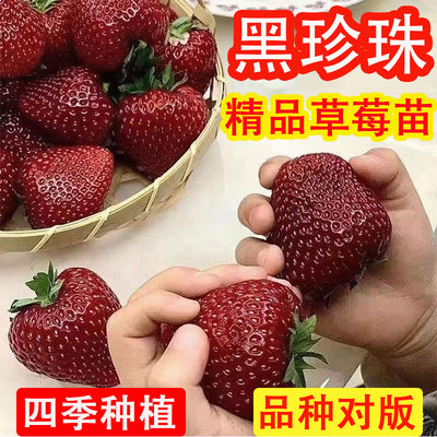 黑珍珠草莓苗脱毒培育根系发达