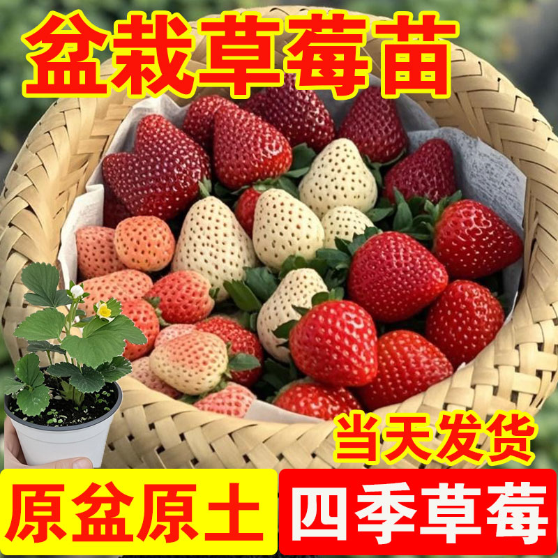 四季盆栽草莓原盆原土基地直发