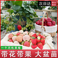 草莓苗四季盆栽食用大株苗奶油红颜丹东食用带盆带土草莓新苗果宽