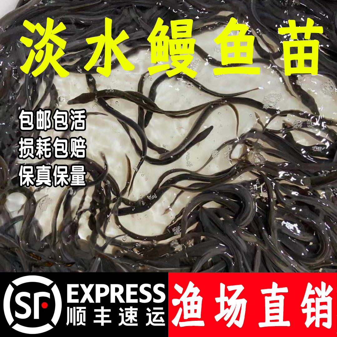 鳗鱼苗淡水养殖白鳝鱼苗白鳗苗河鳗苗花鳝苗花鳗鱼苗鲜活包邮包活