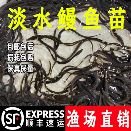 鳗鱼苗淡水养殖白鳝鱼苗白鳗苗河鳗苗花鳝苗花鳗鱼苗鲜活包邮包活