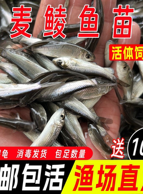 麦鲮鱼苗活体饲料鱼淡水养殖