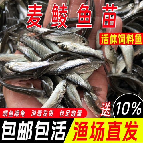 麦鲮鱼苗活体饲料鱼淡水养殖