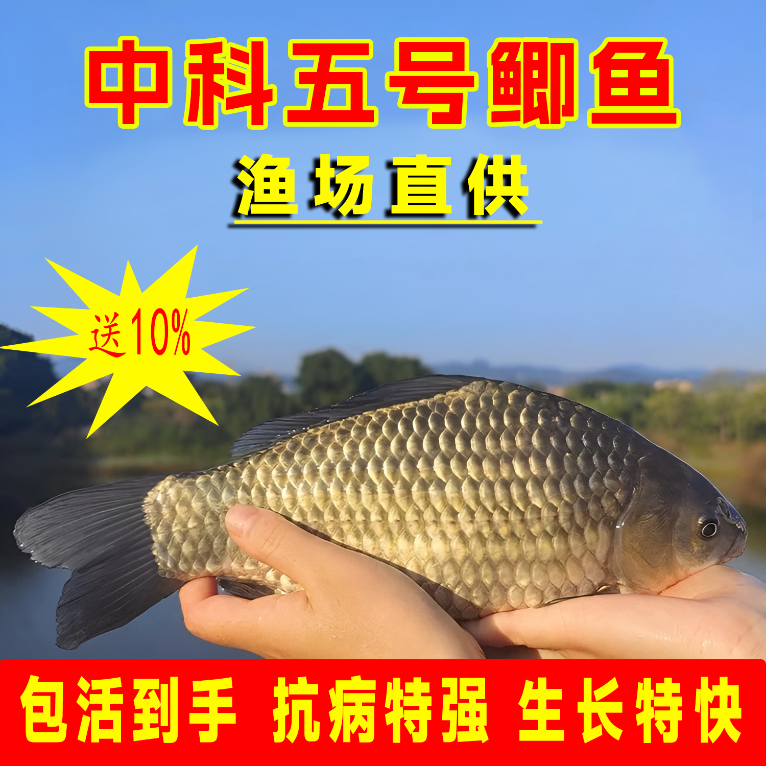 中科五号淡水鲫鱼苗黄金大板鲫