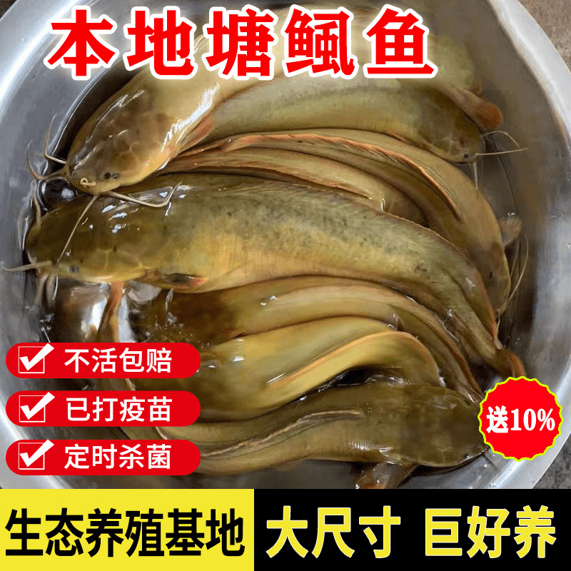 本地塘角鱼三黄土塘虱鱼苗皇妃一号胡子埃及养殖优质淡水鱼批发