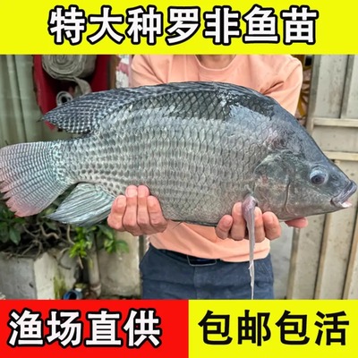 抗寒罗非鱼苗特大种海南一号