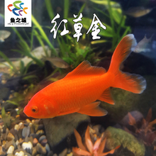 红草金鱼水族鱼缸观赏鱼冷水鱼淡水新手鱼好养泰狮蝶尾兰寿锦鲤鱼