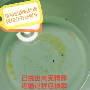 观背青鳉鱼卵淡水观赏鱼魔法鱼冷水小锦鲤金鱼水族活体宠物可孵化