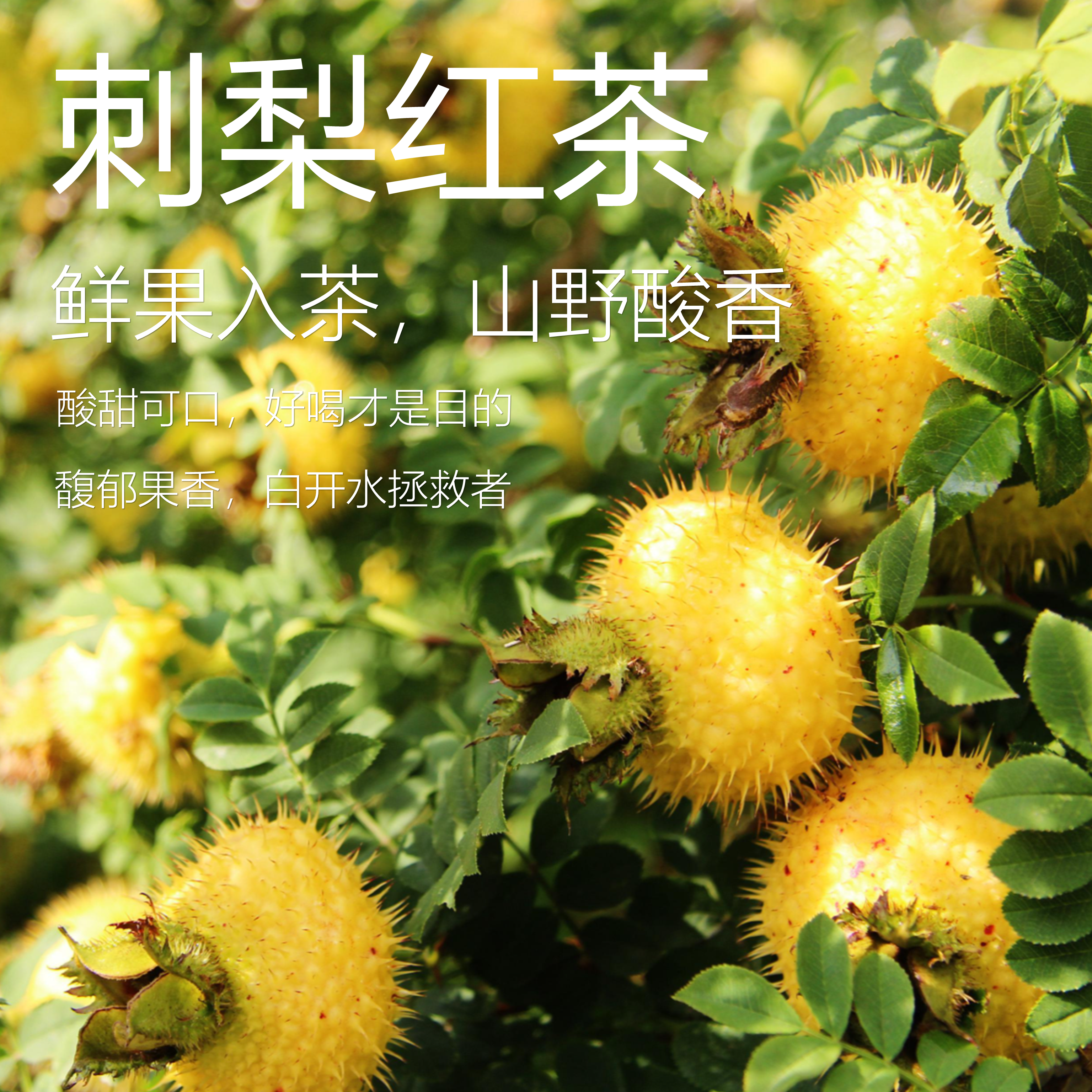 【新店特惠】刺梨红茶|维C满满酸甜奶香 轻养颜冷泡果茶