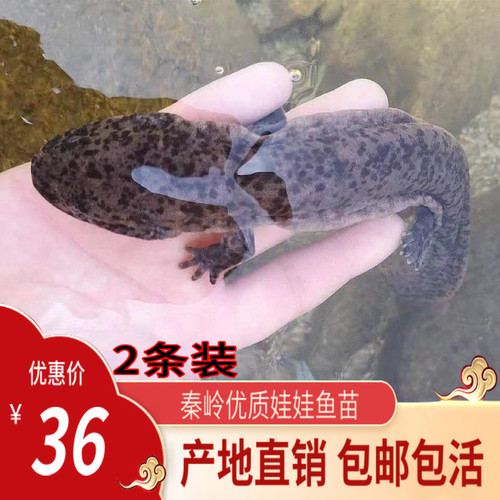 娃娃鱼鲜活20厘米2条一对活鱼观赏水产养殖水族宠物食用大鲵活体