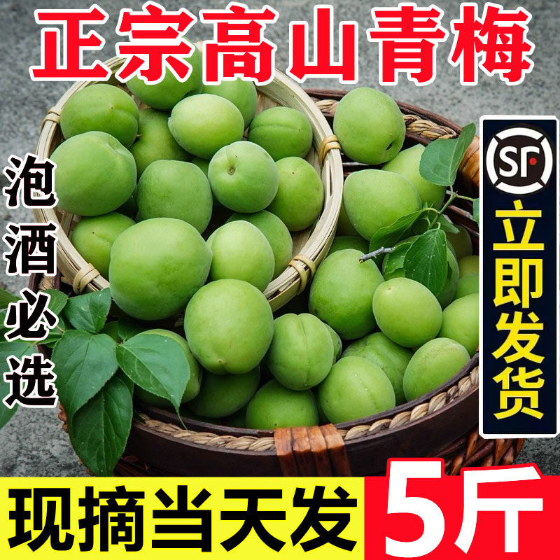 2026现摘新鲜青梅大果泡酒梅子深山鲜果福建云南当季老树梅子酵素