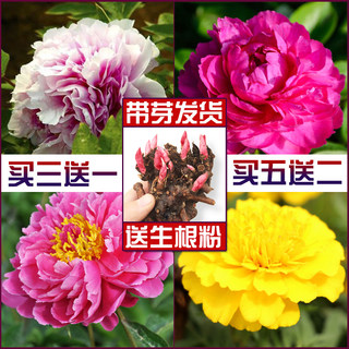 重瓣芍药花苗四季开花芍药根块带芽耐寒室内外耐旱浓香型花卉植物