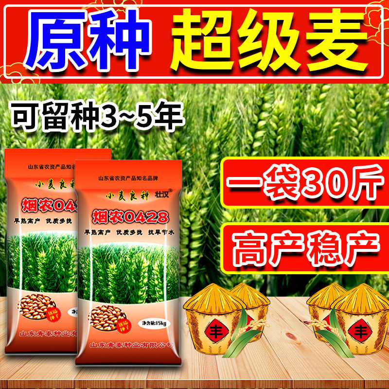 高产小麦种子大全原装优质原种矮杆高筋麦大穗抗倒农科院北方麦种高性价比高么？