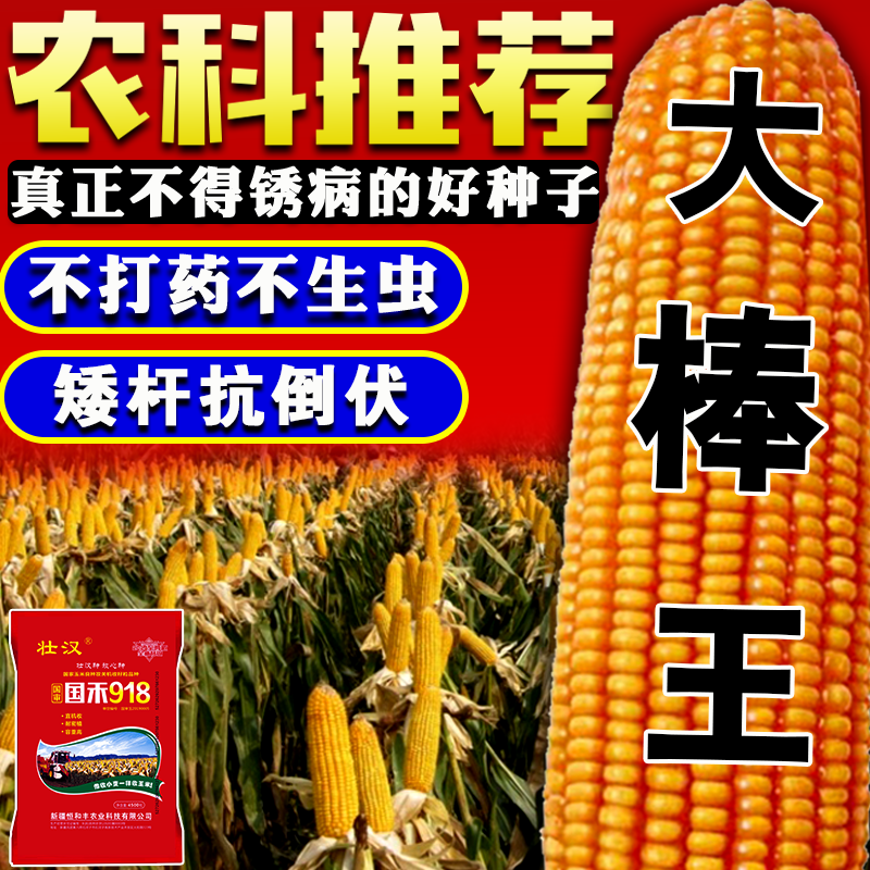 正品原装抗病抗倒抗旱抗虫矮杆大棒国审玉米种子大全高产苞米种籽