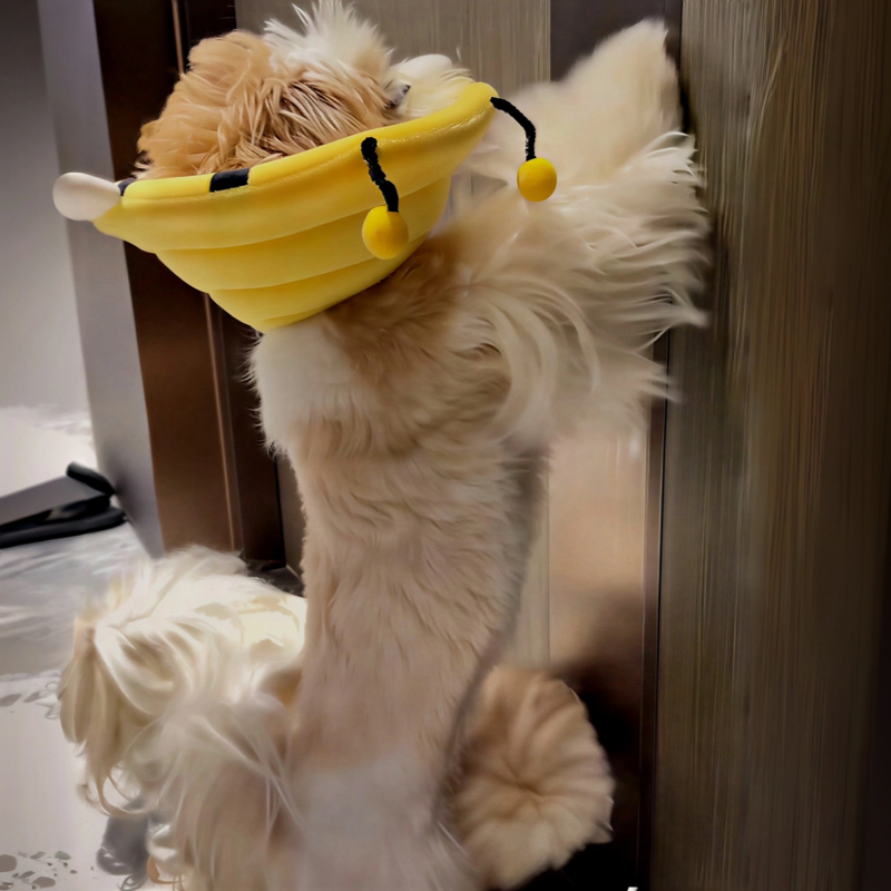 猫咪伊丽莎白圈术后专用软圈防咬防舔毛可调节保护头套宠物防护,宠物/宠物食品及用品,宠物伊丽莎白圈,淘宝优惠券,粉丝福利购,淘宝优惠卷