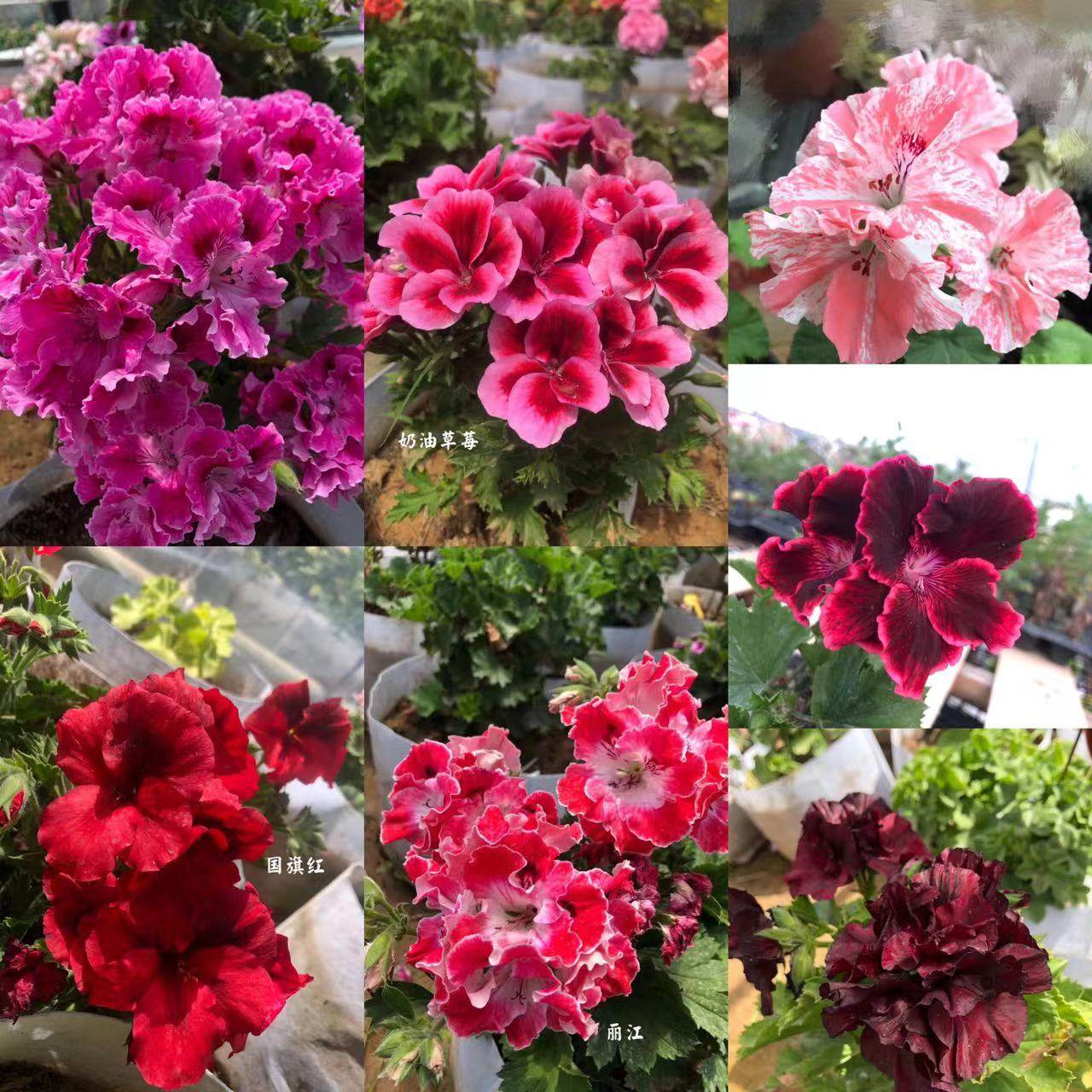 老树家大花天竺葵 蝴蝶梅 德莉丽江和服120口径盆栽苗28包邮