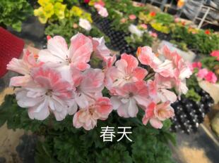 老树家兽系天竺葵劳拉马乔里独角兽春天巴拉那河12厘米盆苗28包邮