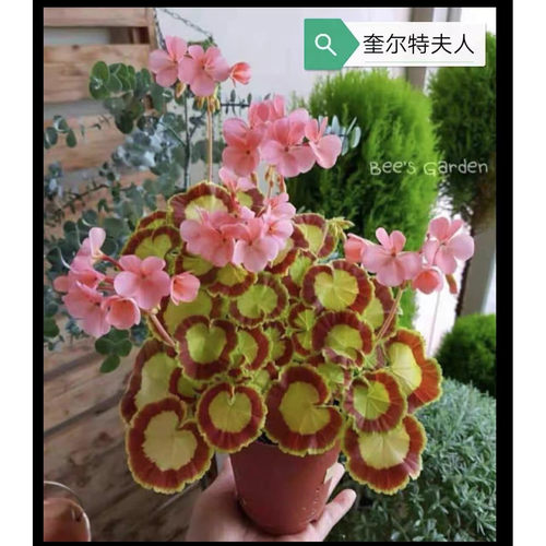 直立庭院扦插直立庭院垂吊天竺葵