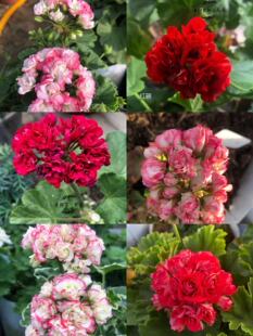 老树家直立天竺葵古董日本碗四月雪丹尼斯玫瑰蕾型120盆苗38包邮