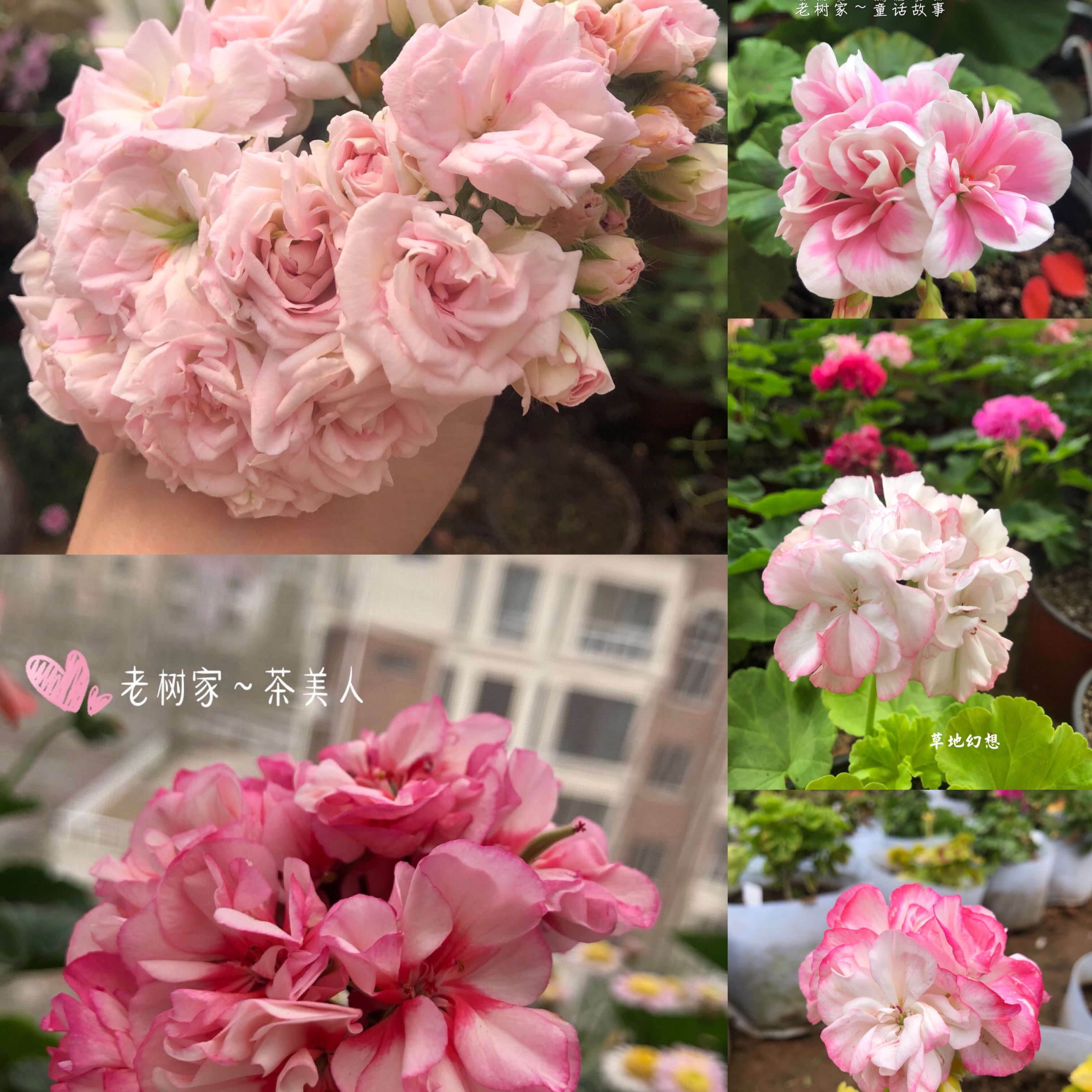 老树家 直立天竺葵 合集二  高地 D F G12厘米盆苗 满28包邮,鲜花速递/花卉仿真/绿植园艺,时令草本花卉,淘宝优惠券,粉丝福利购,淘宝优惠卷