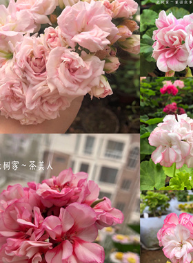 老树家 直立天竺葵 合集二  高地 D F G12厘米盆苗 满28包邮